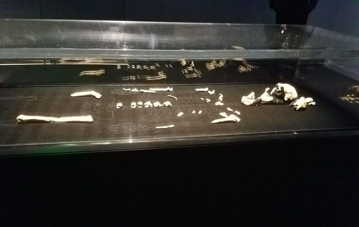 Homo naledi: відкриття, яке змінює розуміння предків людини