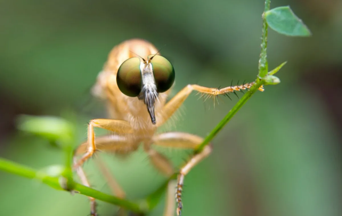 Плодові мушки на кухні: 5 перевірених способів позбутися без хімії
