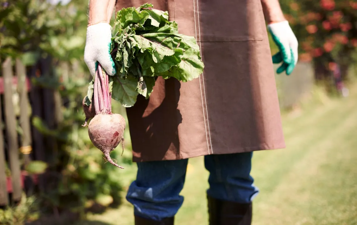 Посадіть у липні: 5 овочів для другого врожаю до осені